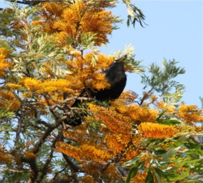 Silky Oak