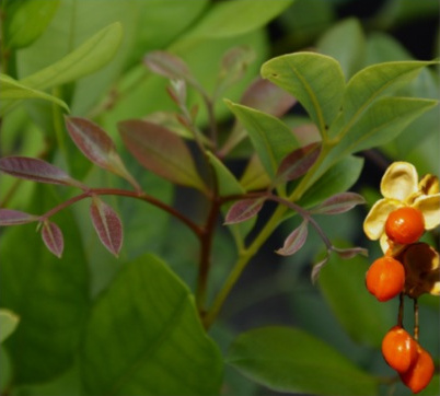 Wild Quince