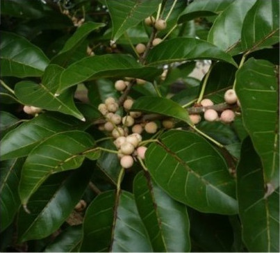 White Fig