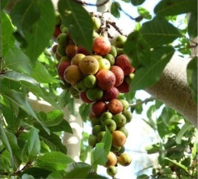 Cluster Fig