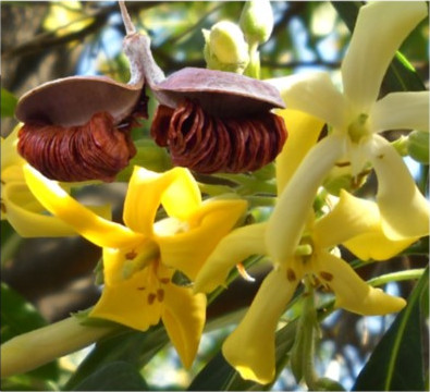 Hymenosporum flavum