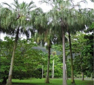 Ribbon Fan Palm