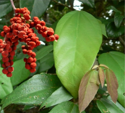 Mallotus philippensis