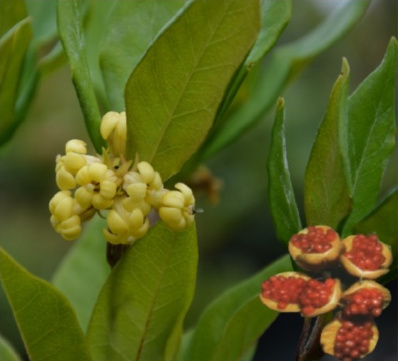 Yellow Pittosporum