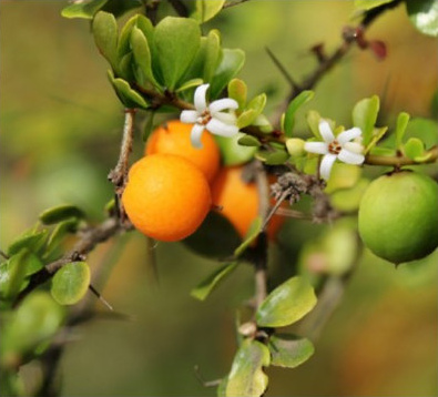 Orange Thorn