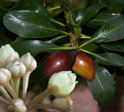 Shiny Leaved Cuondoo