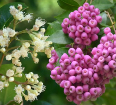Syzygium smithii
