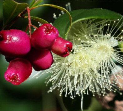 Magenta Cherry