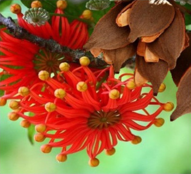 Fire Wheel Tree