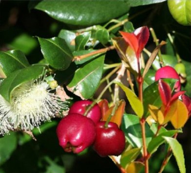 Brush Cherry