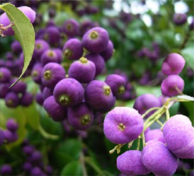 Syzygium francisii