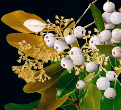 Syzygium hemilamprum