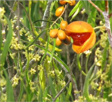 Pittosporum phylliraeoides