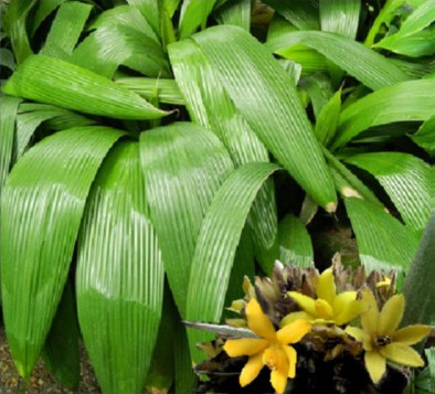 Molineria capitulata
