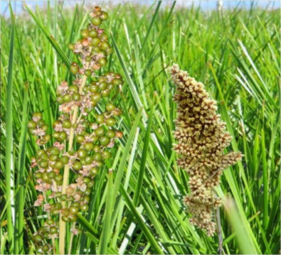 Basket Grass