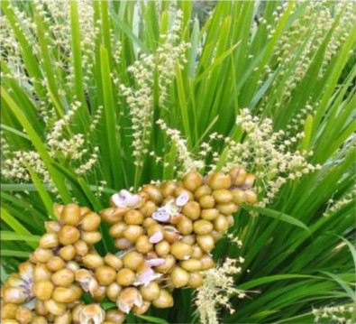 Lomandra hystrix