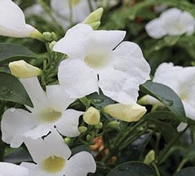 Native Jasmine - White
