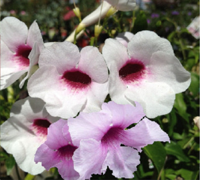 Pandorea jasminoides