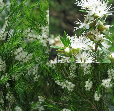 Melaleuca bracteata