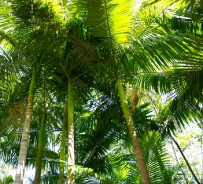 Alexander Palm