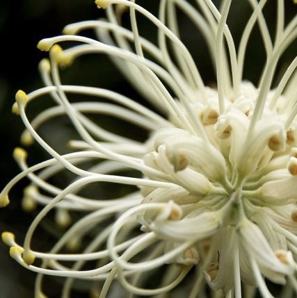 Grevillia banksii alba
