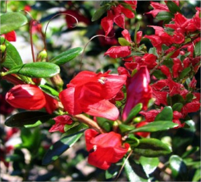 Scarlet Fuchsia
