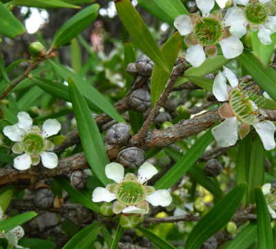 Leptospermum petersonii