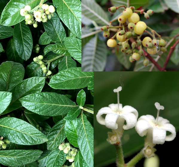 Psychotria loniceroides