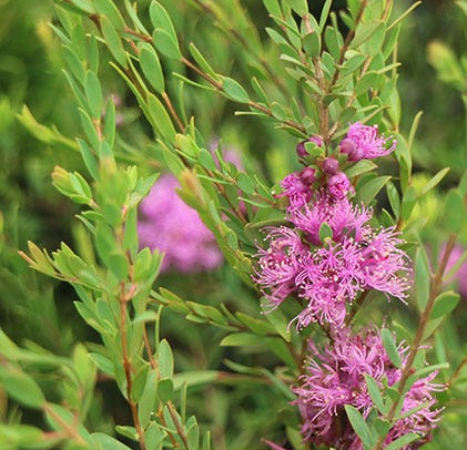 Melaleuca thymifolia