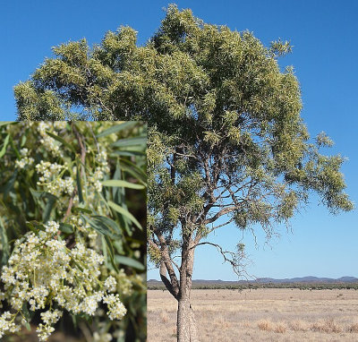 Cattle bush