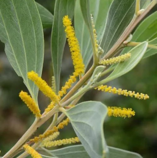 Soapbush wattle