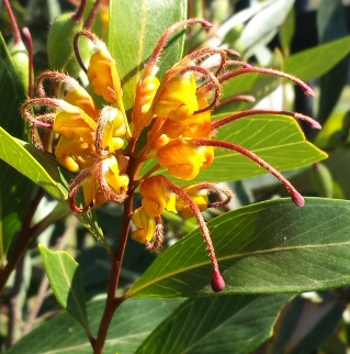 Grevillea Orange Marmalade
