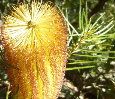 Banksia serrata