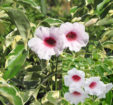 Native jasmine - Variegated