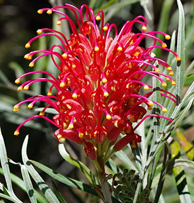 Grevillia banksii ruby red