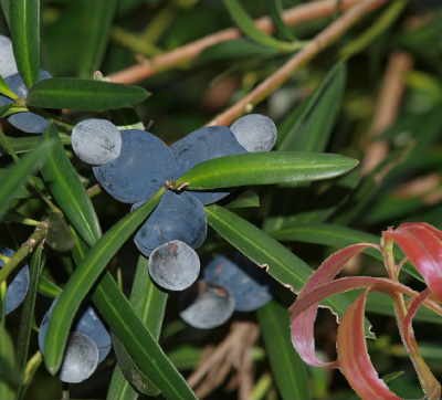 Plum Pine