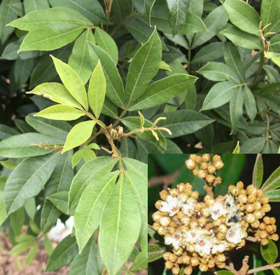 Cossinia australiana