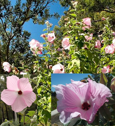 Splendid hibiscus