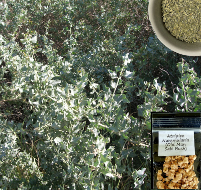 Old man saltbush
