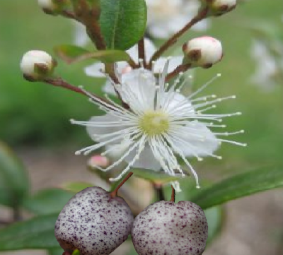 Narrow-leaf Myrtle