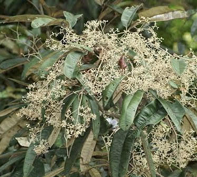 Argyrodendron trifoliolatum