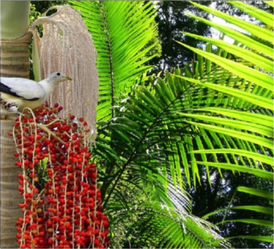 Bangalow Palm