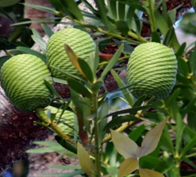 Queensland Kauri