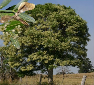 Atalaya salicifolia