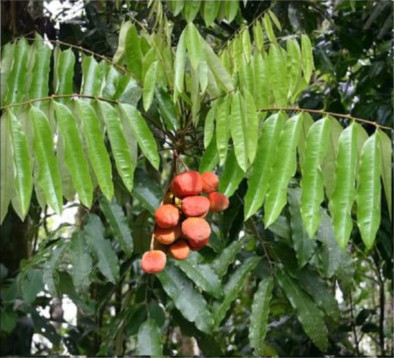 Brown Tamarind