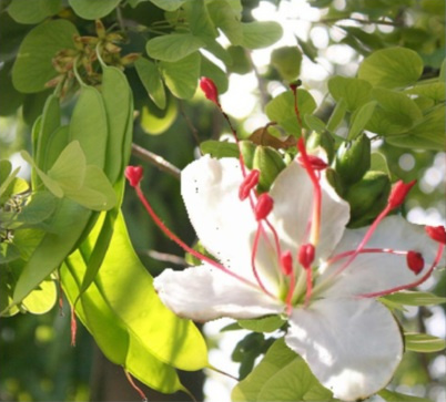 Orchid Tree