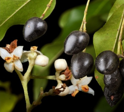 Native Olive