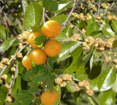 Hairy Quinine Tree