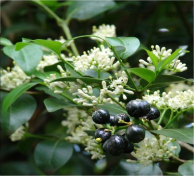 Shiny Leaved Canthum