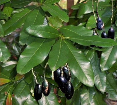 Blush Walnut